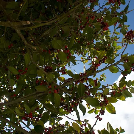 بيت للعطل Tra Il Mare E I Monti سانريمو