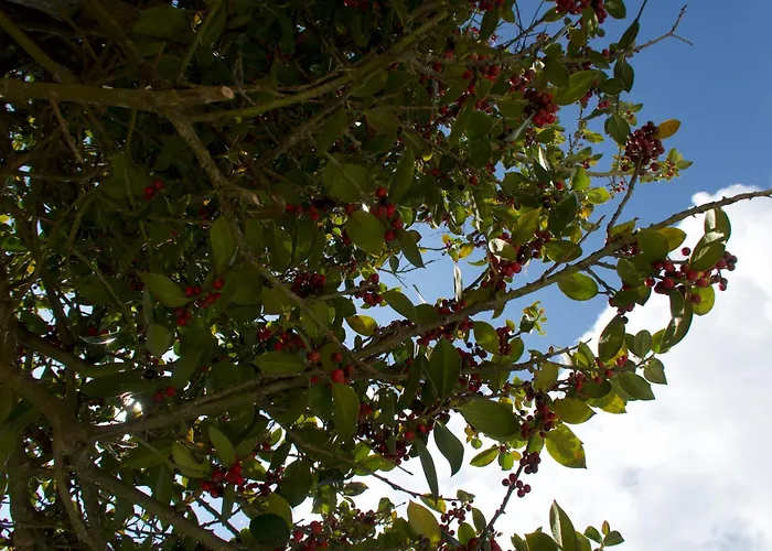 度假居 Tra Il Mare E I Monti 圣雷默